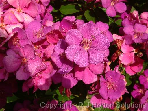 Tibouchina Alstonville 